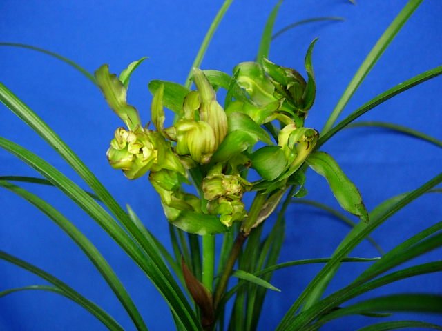 太阳成tyc7111cc官网:健安社区开展气排球比赛(图2) 太阳成tyc7111cc